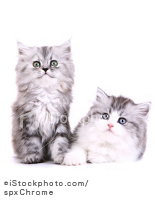 istockphoto_4436082-brother-and-sister-persian-kittens.jpg